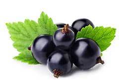 eastcoast vapor e-liquid black currant salt-nicotine