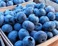eastcoast vapor e-liquid blueberry salt-nicotine