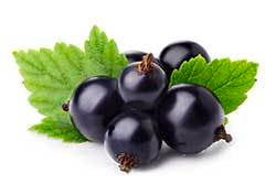 eastcoast vapor e-liquid black currant 30mls