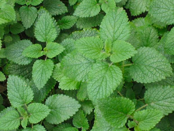 eastcoast vapor e-liquid max menthol 120mls