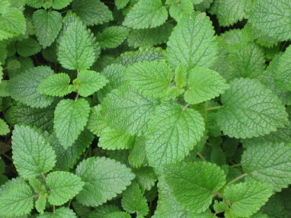 eastcoast vapor e-liquid max menthol salt-nicotine